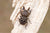 Discover Ryssonotus nebulosus: The Brown Stag Beetle