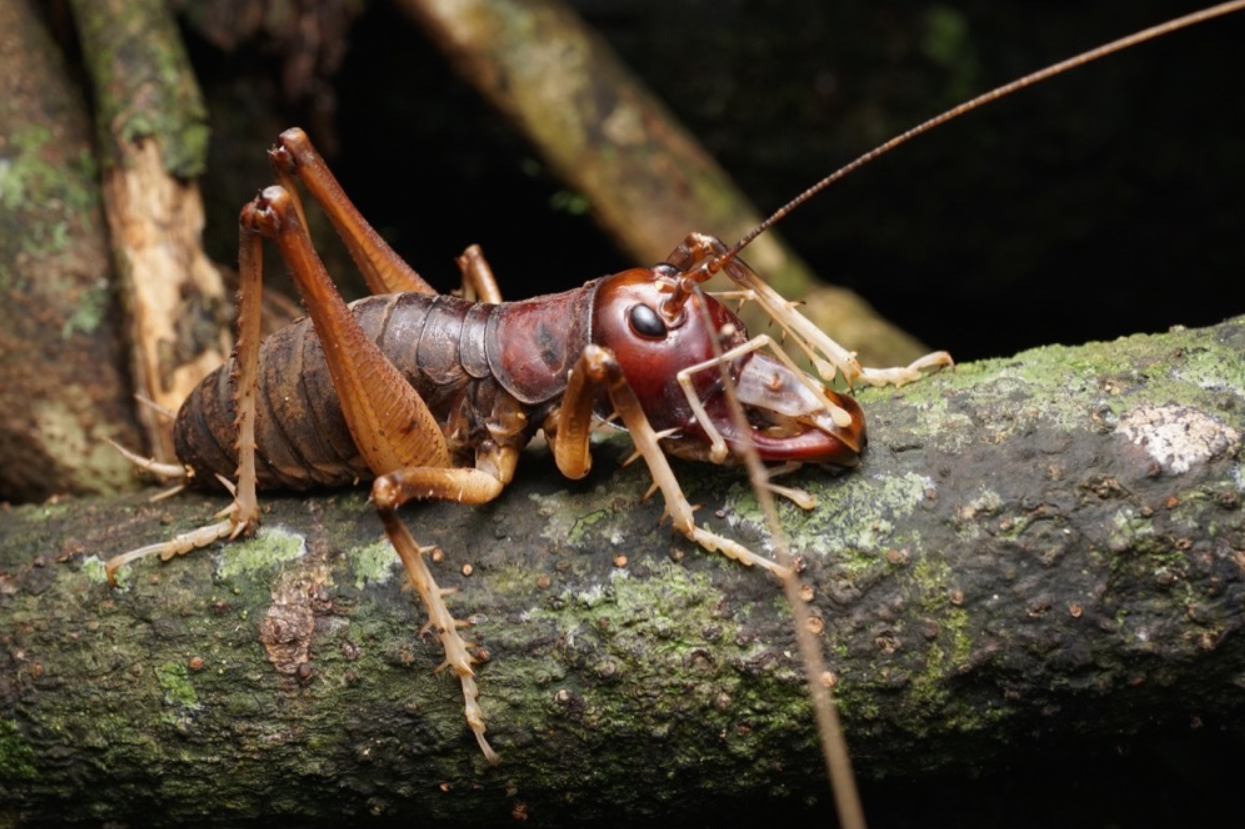 Giant King Crickets (Anostostoma australasiae) Pair A1 condition