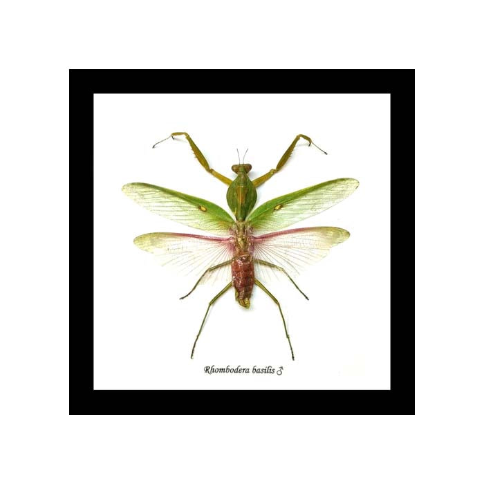 Giant Asian shield mantis (Rhombodera basalis Mantid)