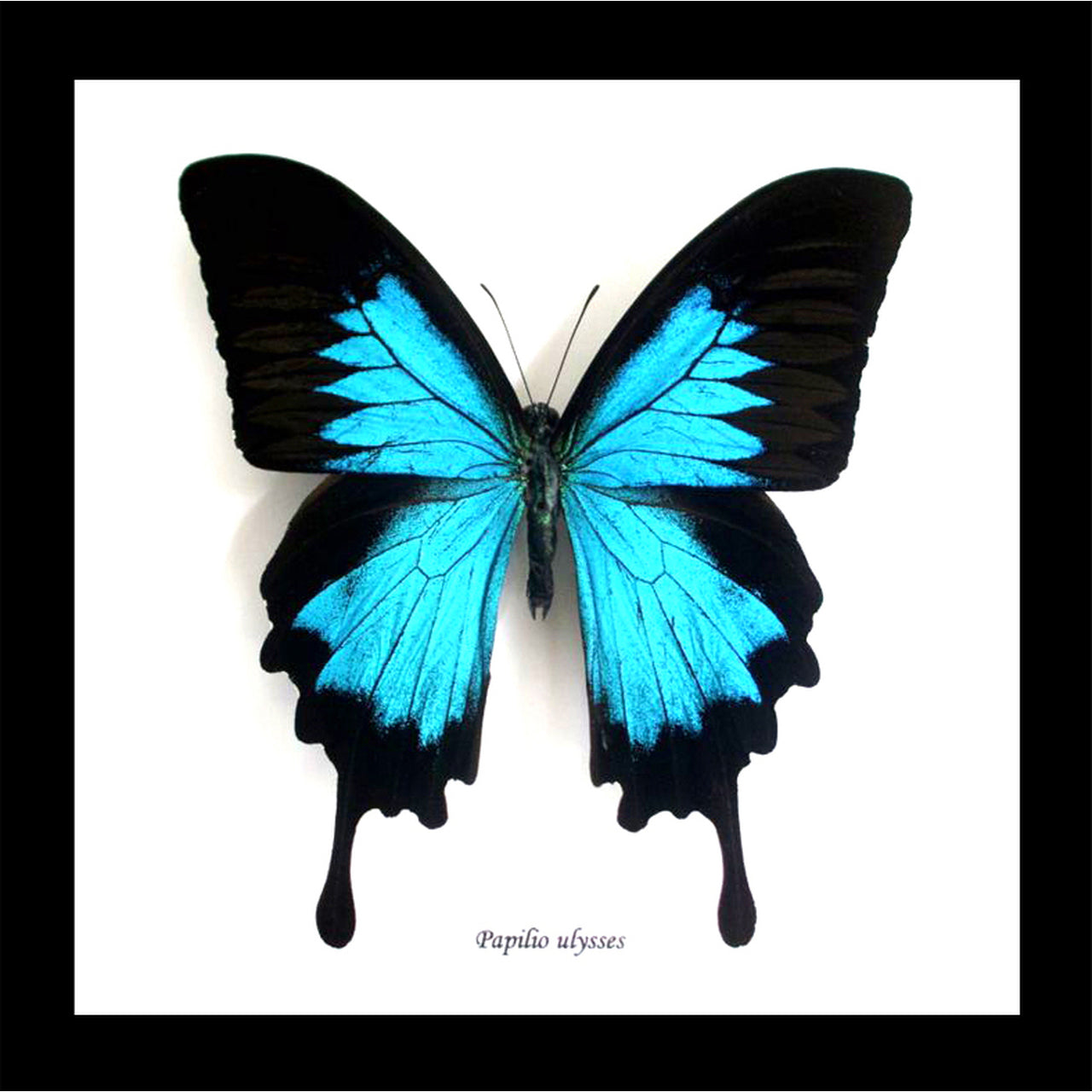 Papilio ulysses