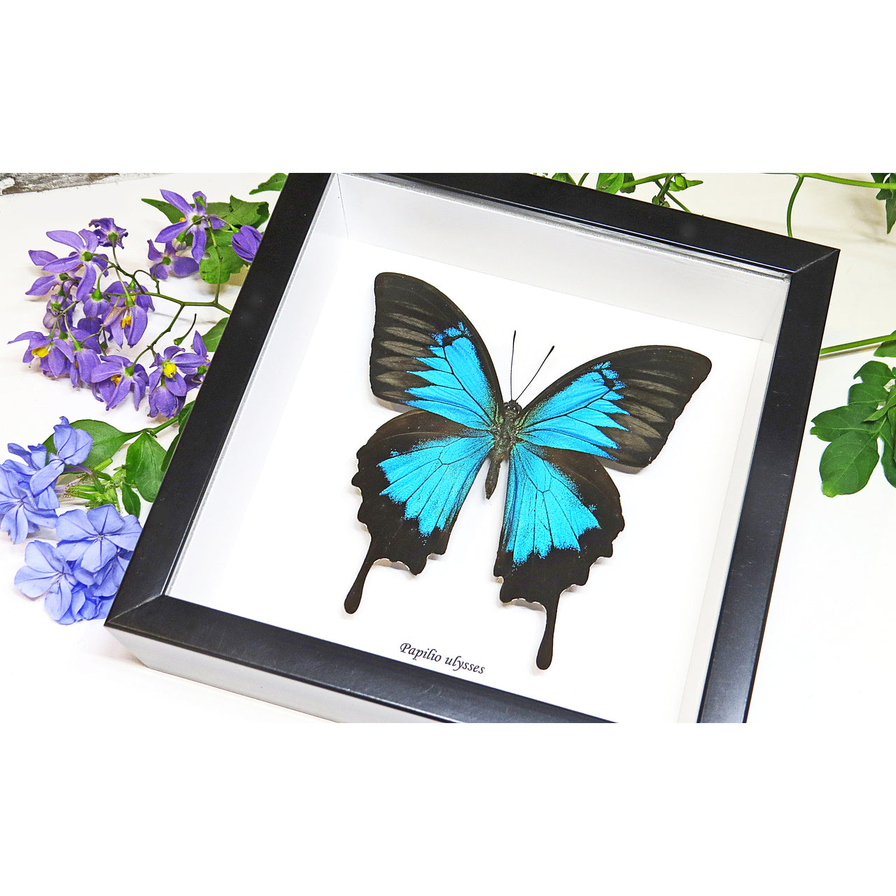 Papilio ulysses - Blue Beetle Australia