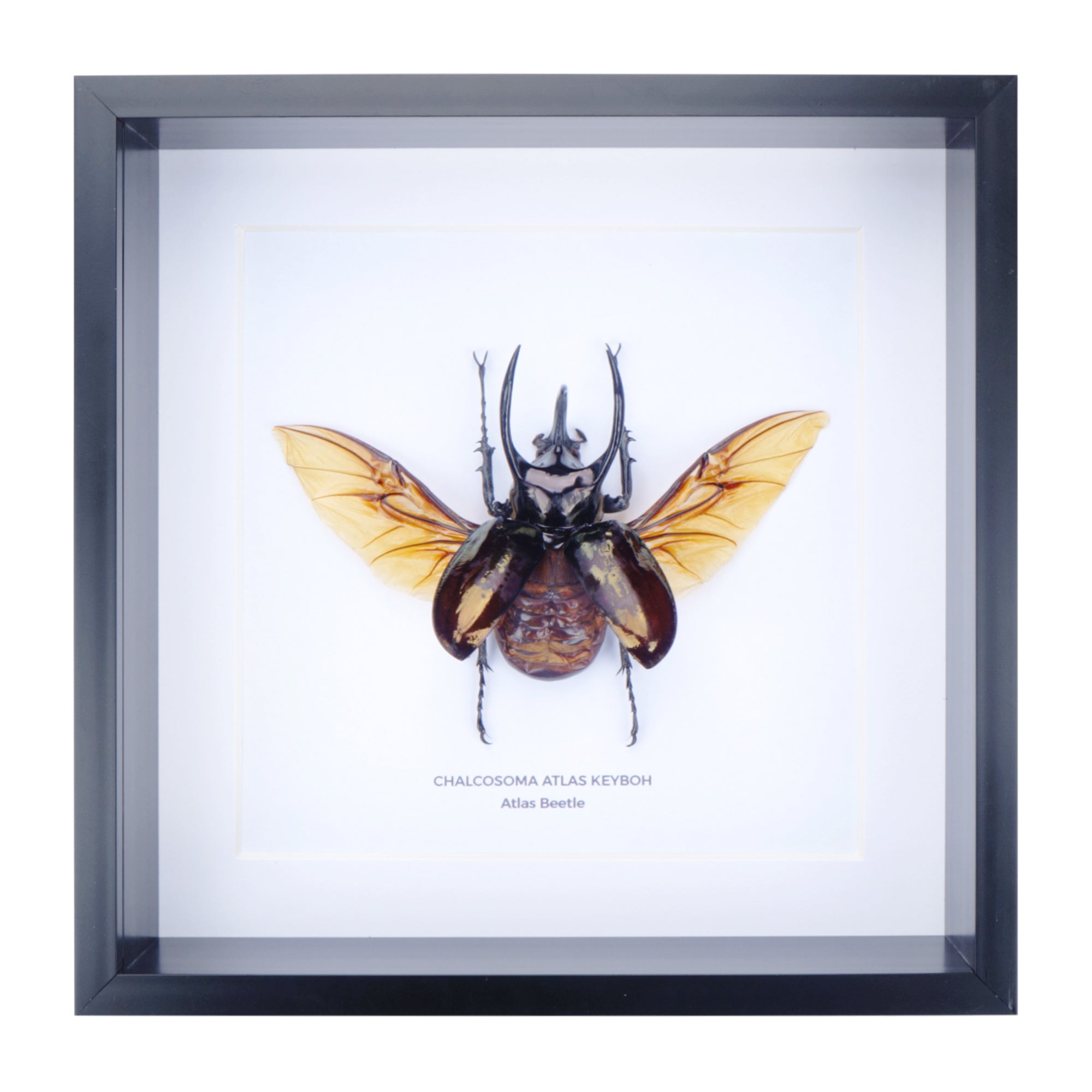 Atlas Beetle (Chalcosoma atlas ) in Deep Shadow Box Frame