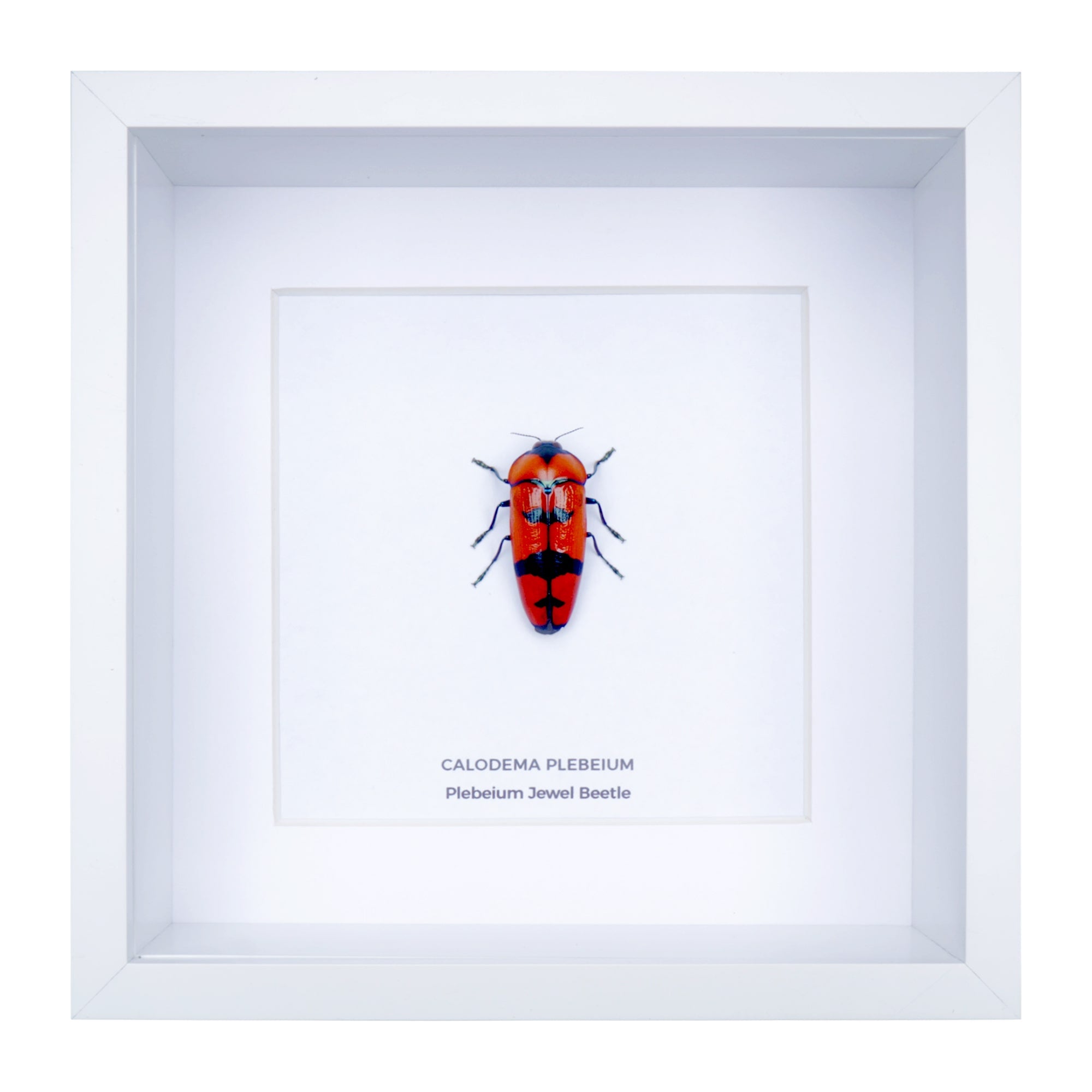 Plebeium Jewel Beetle (Calodema plebeium) in Deep Shadow Box Frame