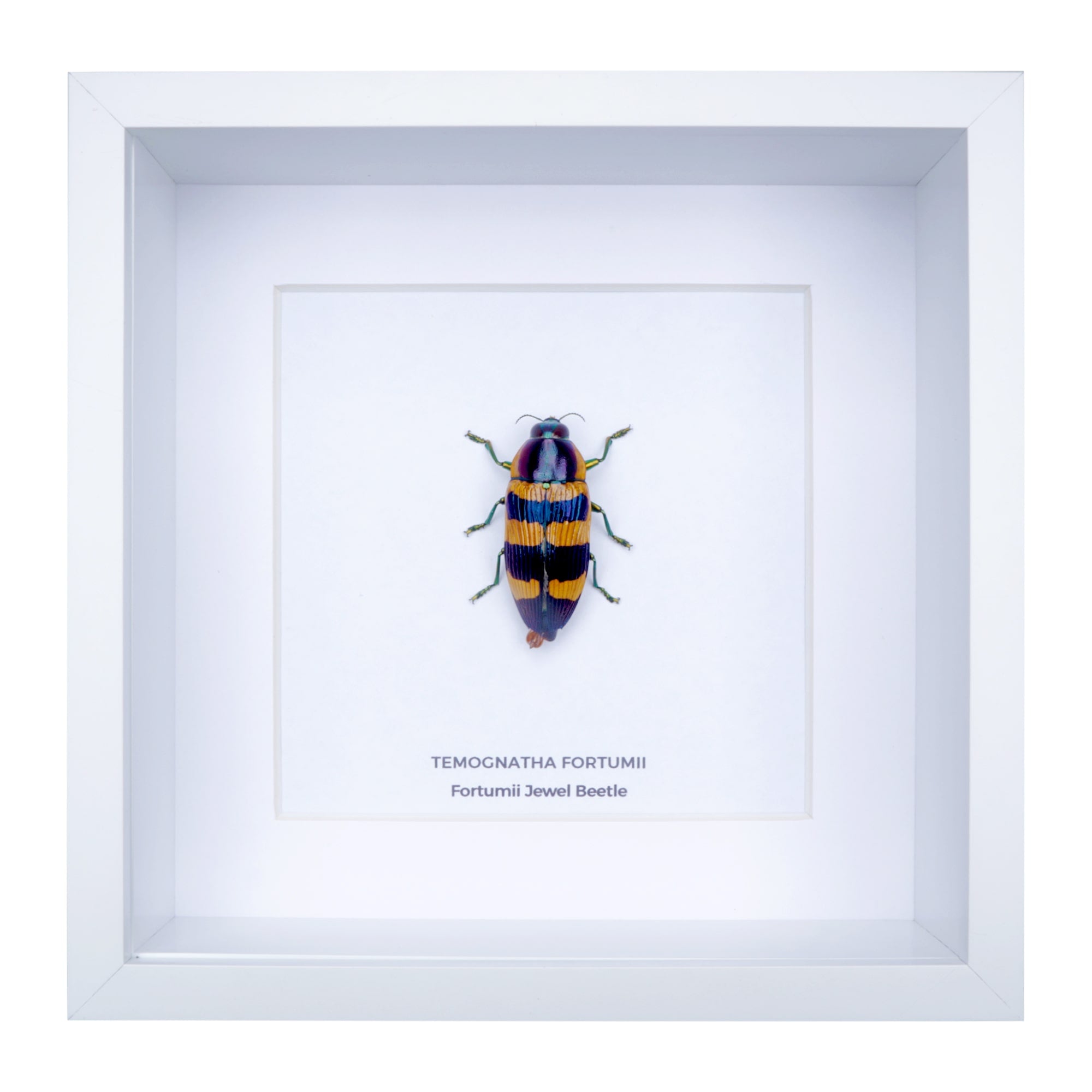 Fortumii Jewel Beetle (Temognatha fortumii) in Deep Shadow Box Frame