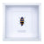 Fortumii Jewel Beetle (Temognatha fortumii) in Deep Shadow Box Frame